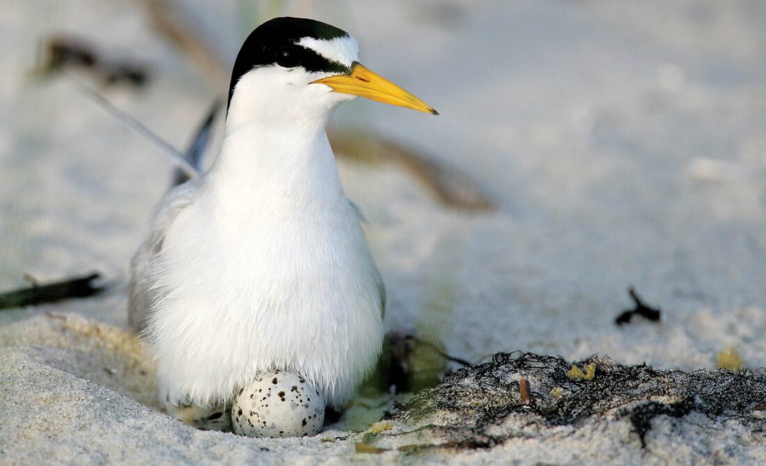 Nesting season arrives on Florida's coasts for sea turtles and waterbirds | News, Sports, Jobs - Vimarsana News